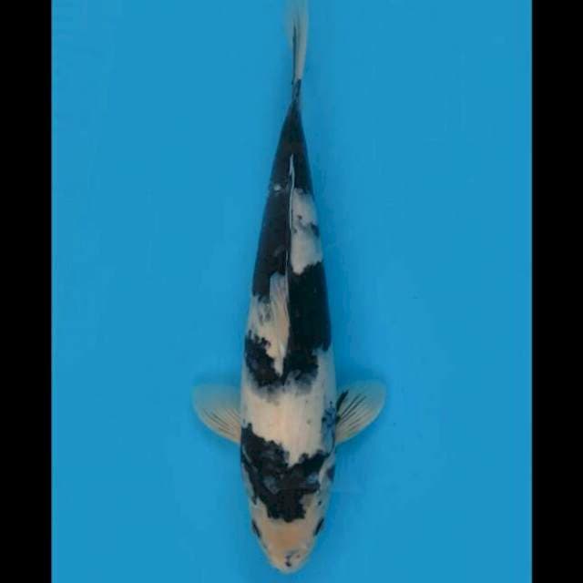 Shiro Utsuri Jet Black - 36cm Male