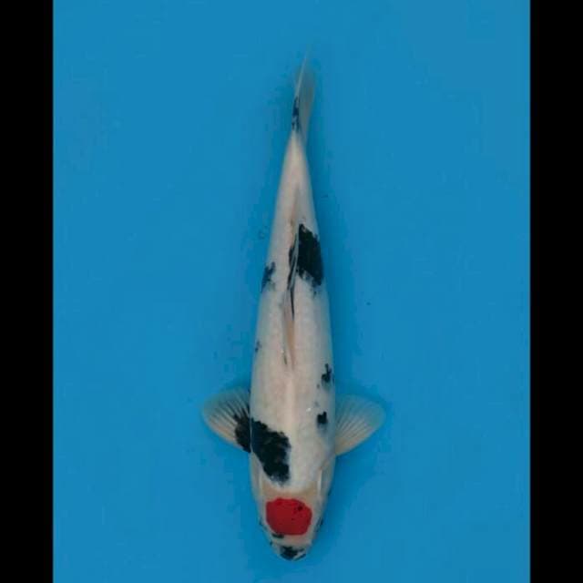 F1 Tancho Showa Ori - 43cm Male