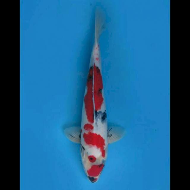 Kindai Showa - 40cm Male