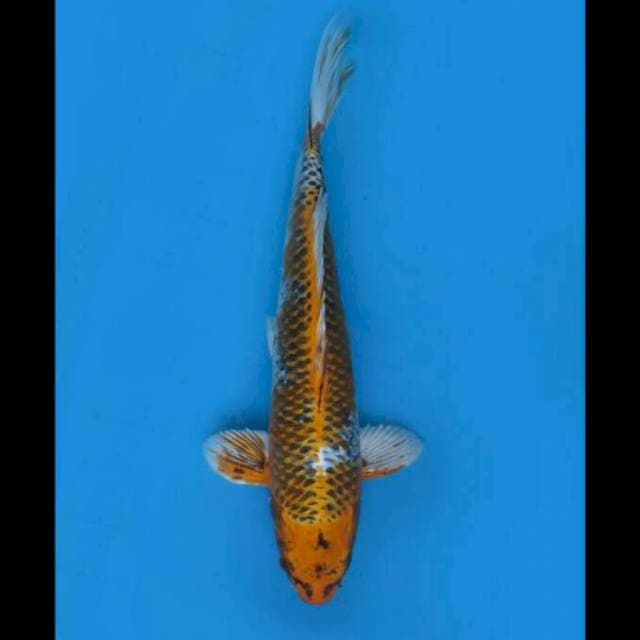 Jumbo Kujaku - 52cm Male