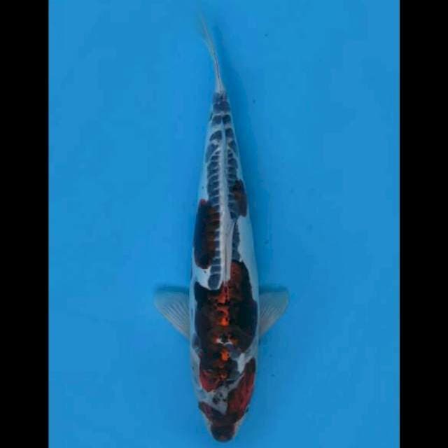 Super Antik Koleksi - 47cm Female