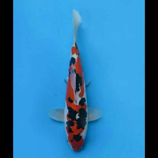 Sanke Doitsu Murni - 35cm