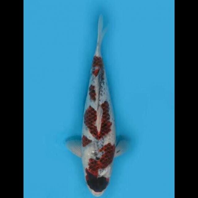 Budo Goshiki Koleksi - 40cm Female