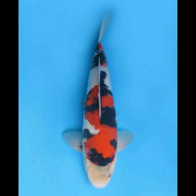 Kindai Showa Doitsu - 40cm Male