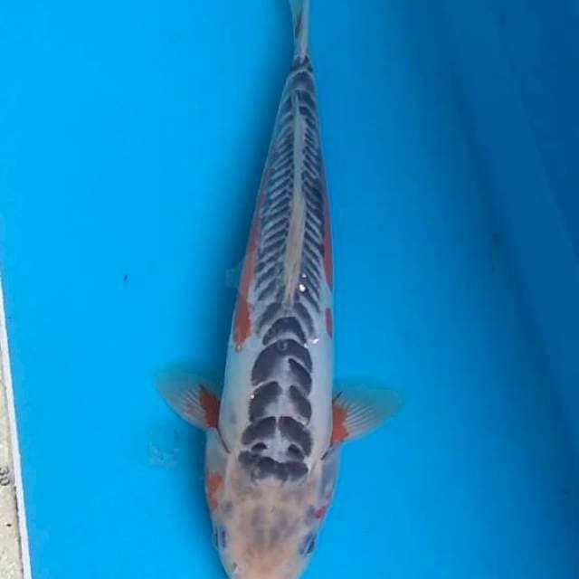 Shusui 30cm