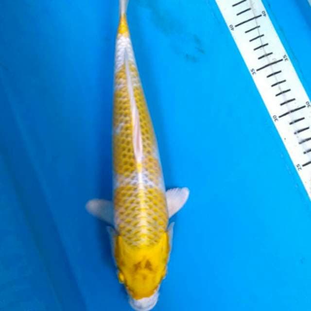 Hariwake