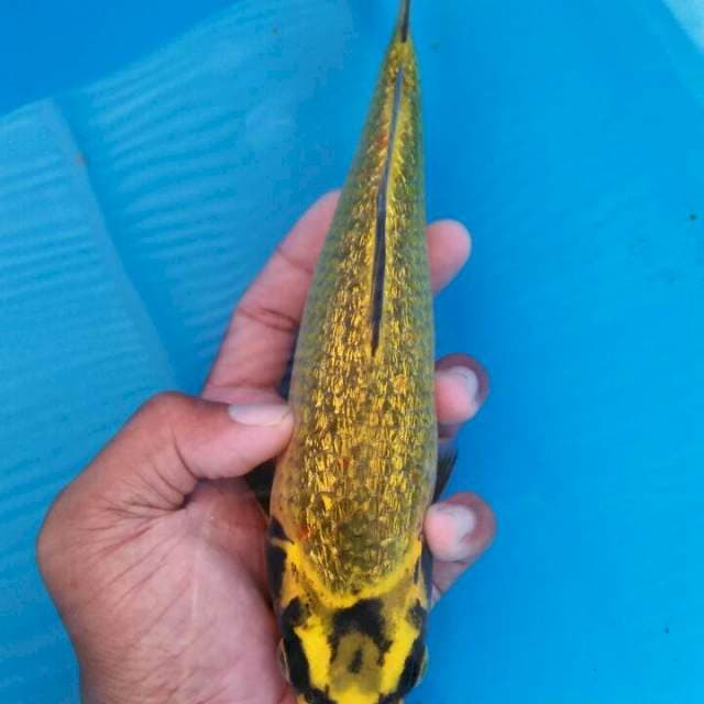 Kogane ociba full ginrin 24cm