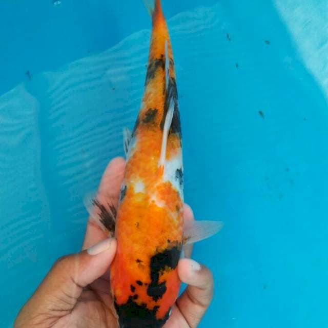 Showa1 27cm