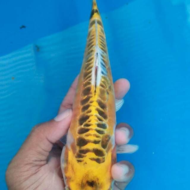 Kin kiko 25cm