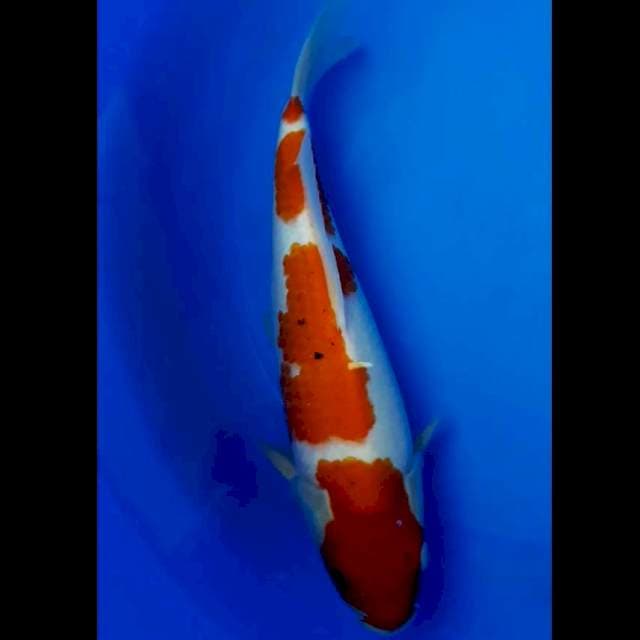Kohaku - 30 cm