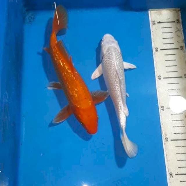 BLINK BLINK MERAH PUTIH 21&22 CM