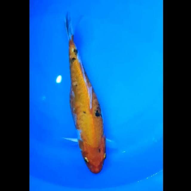 Heishei Nishiki - 30 cm