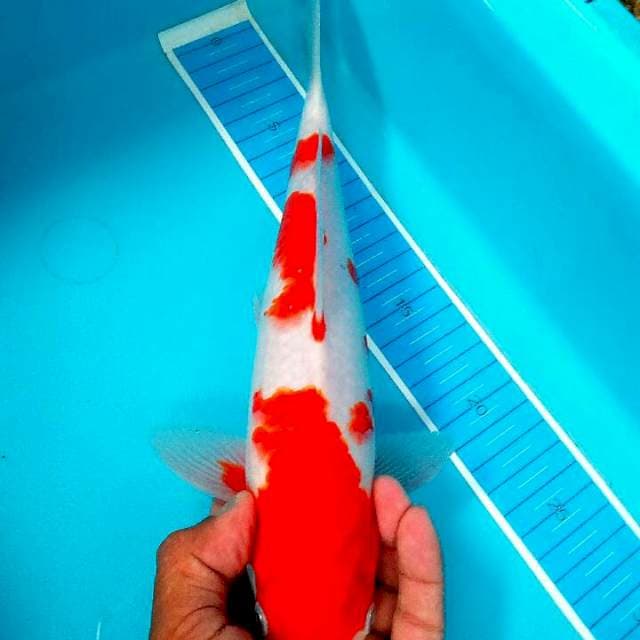 Kohaku jreengg