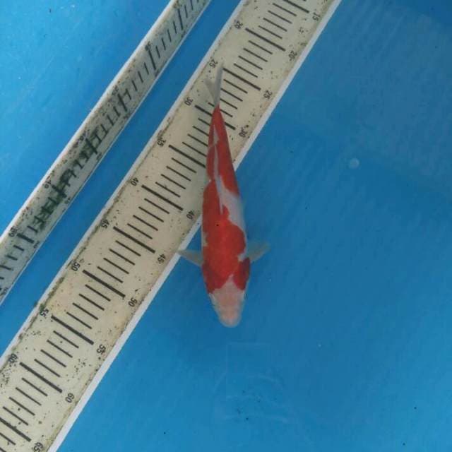 Kohaku 25cm