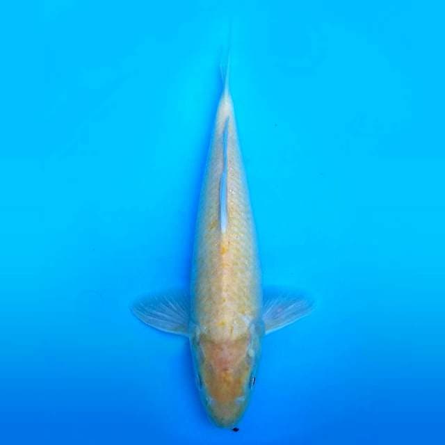 Karshiii 34cm