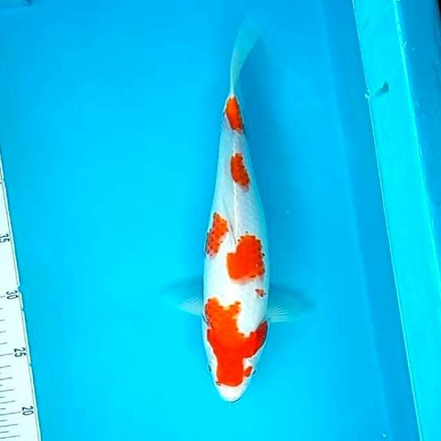 KOHAKU #30CM