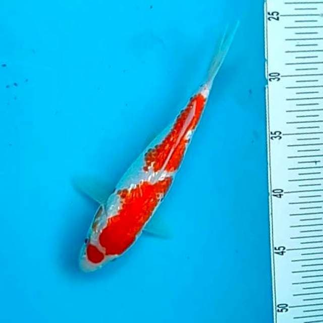 KOHAKU #26CM