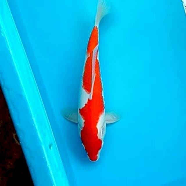 KOHAKU #30CM