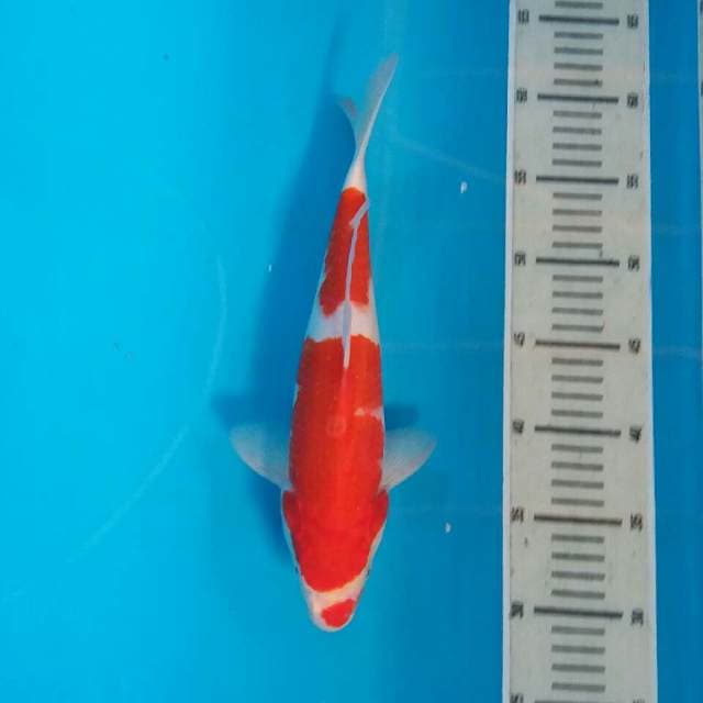 Kohaku