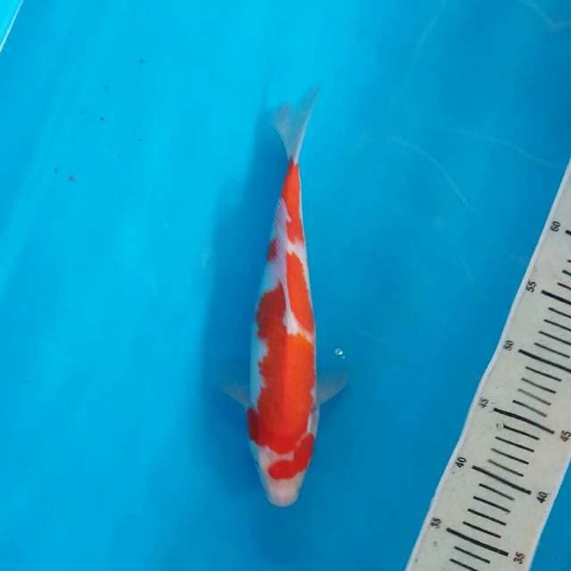 Kohaku