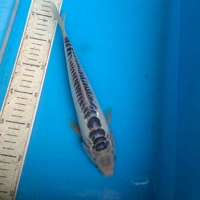 Shusui 31cm