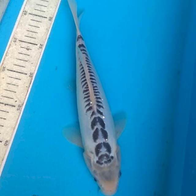 Shusui 30cm