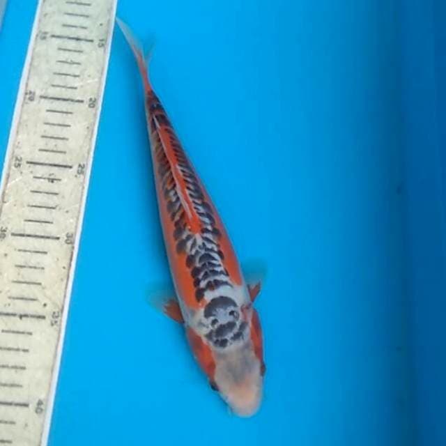 Shusui 27cm