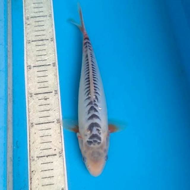 Shusui 30cm