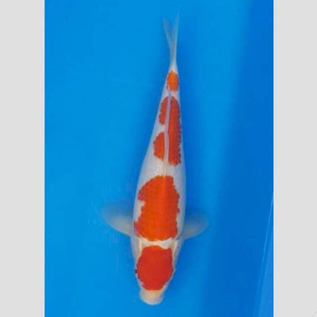 kohaku koleksi original 25cm