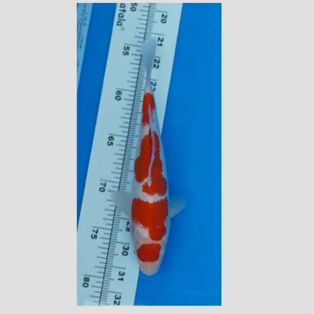super kohaku merah darah 25cm