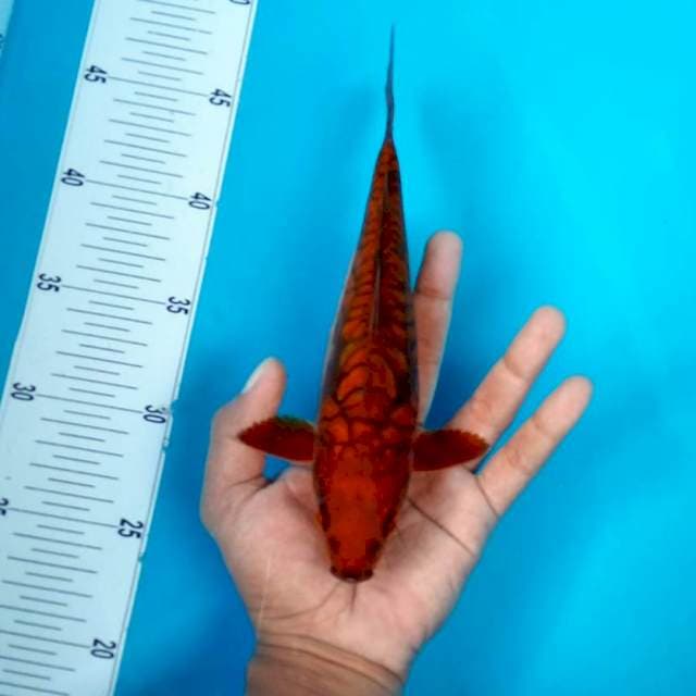 Chagoi tembaga aragoke *25cm