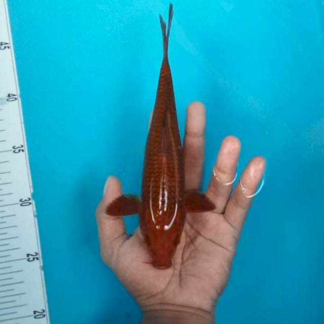 Chagoi tembaga*24cm