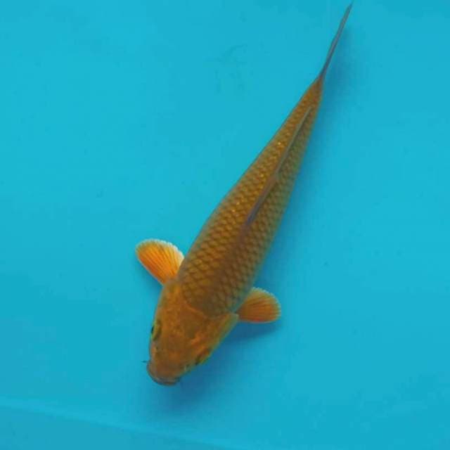 Midori *24cm