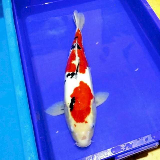 Sanke doitsu murni merah