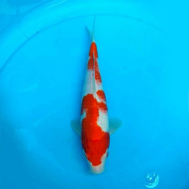 25CM - KOHAKU