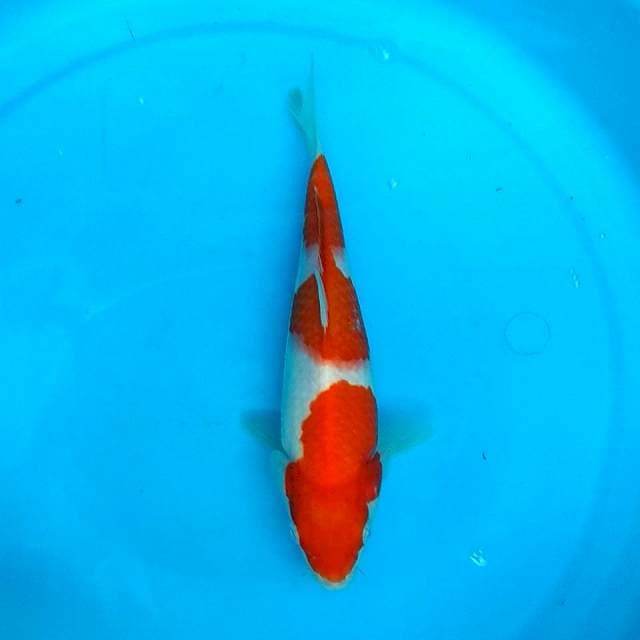 25CM - MENKA