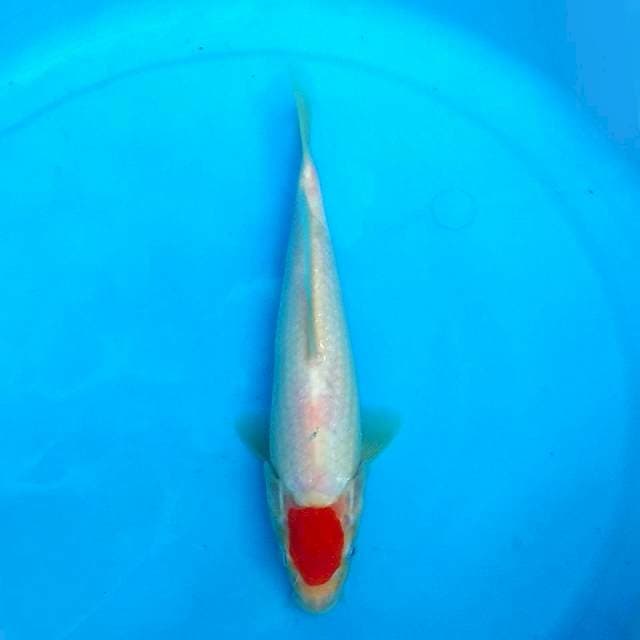 24CM - TANCHO