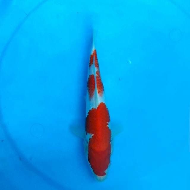 24CM - KOHAKU