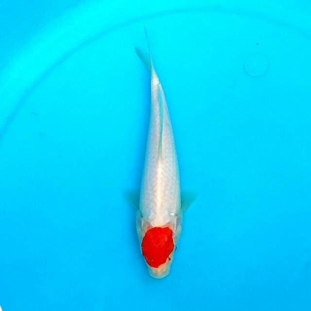 21 CM - TANCHO