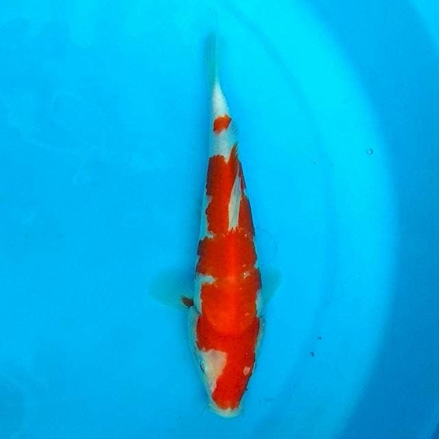 21 CM - KOHAKU