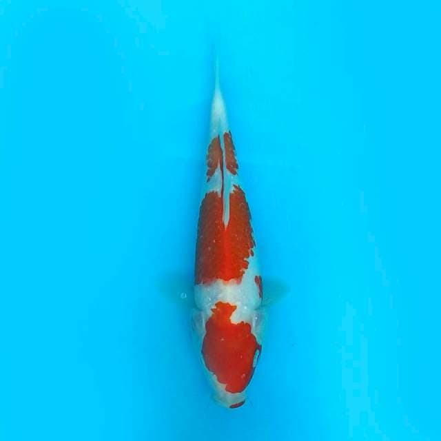 21CM - STEP TRI