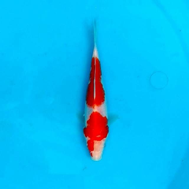 16CM - STEP 2