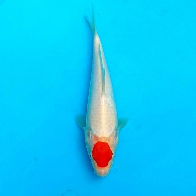 20CM - TANCHO