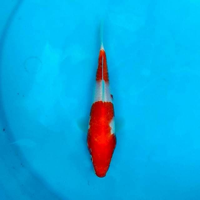 Menkaburi kohaku