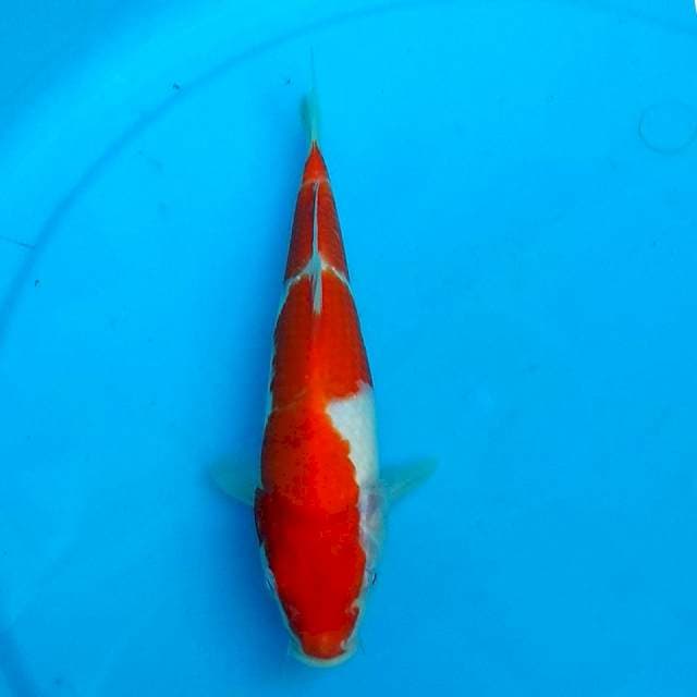Kohaku mencabur 23cm