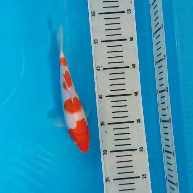 Kohaku