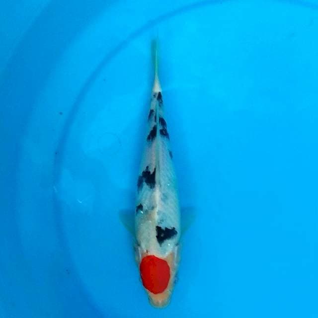 Tancho sanke mrg 23cm