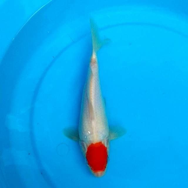 Tancho 26cm