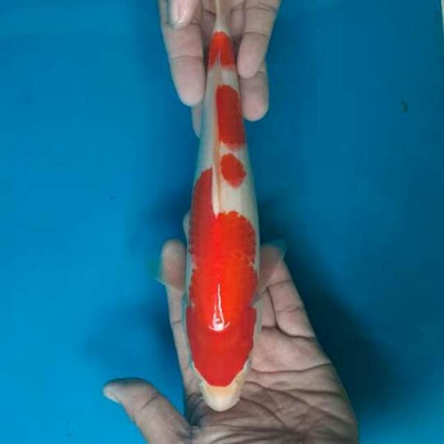 Kohaku