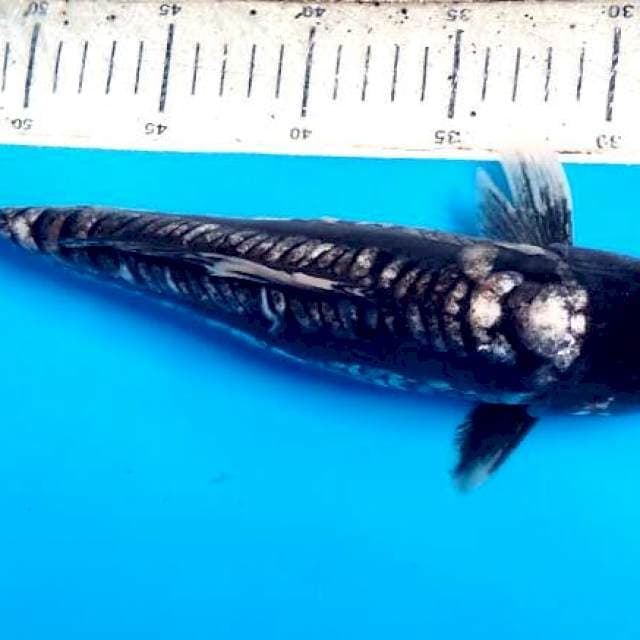 Kumonriyu 30cm
